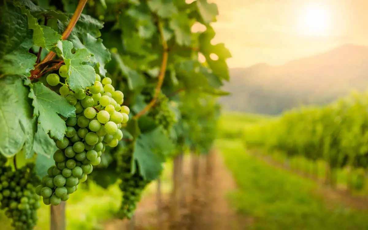 Reben im Weinberg mit Fokus auf Trauben.