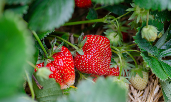 reife Erdbeeren an Erdbeerpflanze