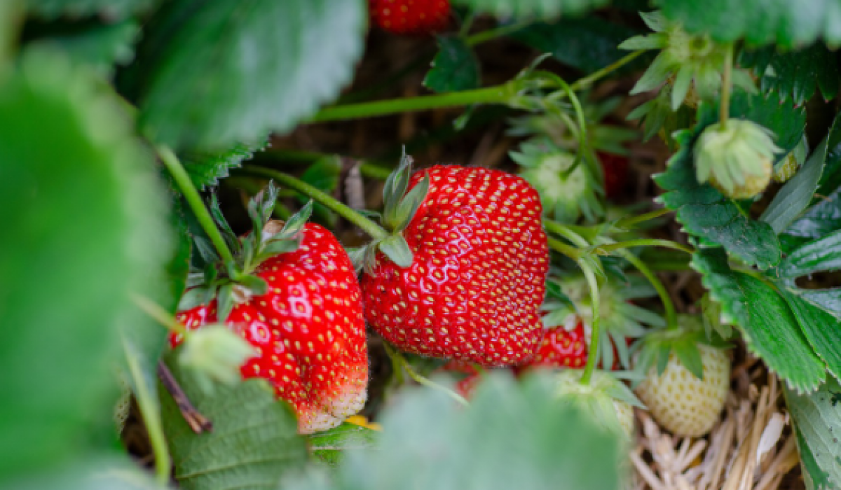 reife Erdbeeren an Erdbeerpflanze