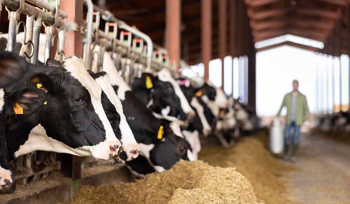 Rinderhaltung im Stall, Futtermittel.