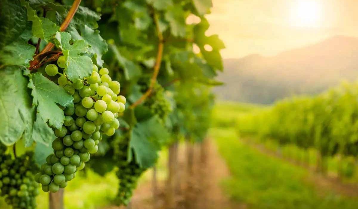 Reben im Weinberg mit Fokus auf Trauben.